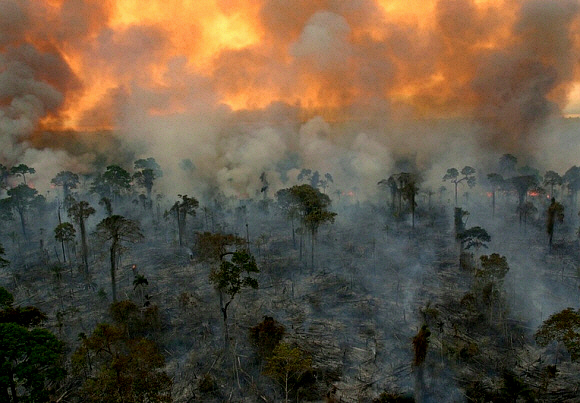 burning_rainforest-001a_0.jpg